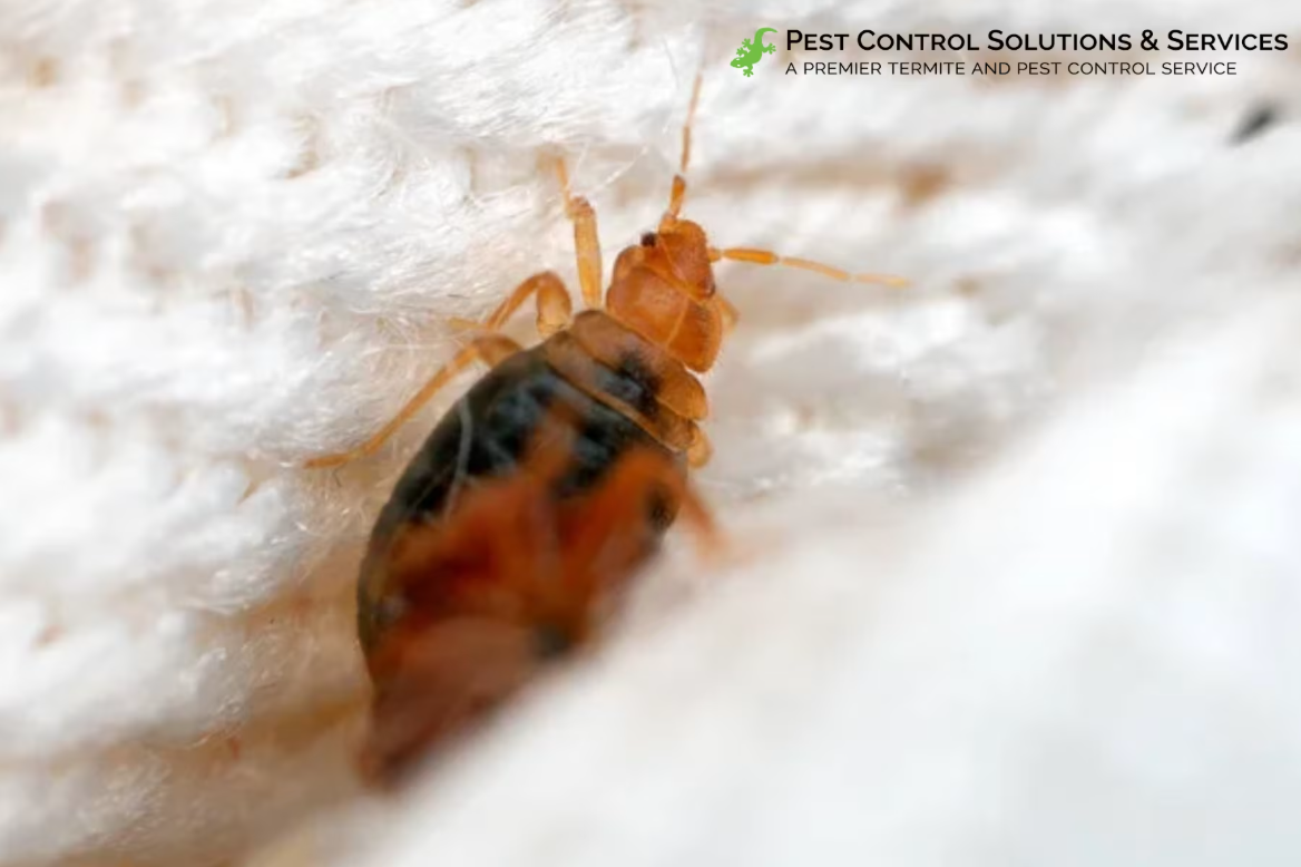 Pest Control Solutions & Services