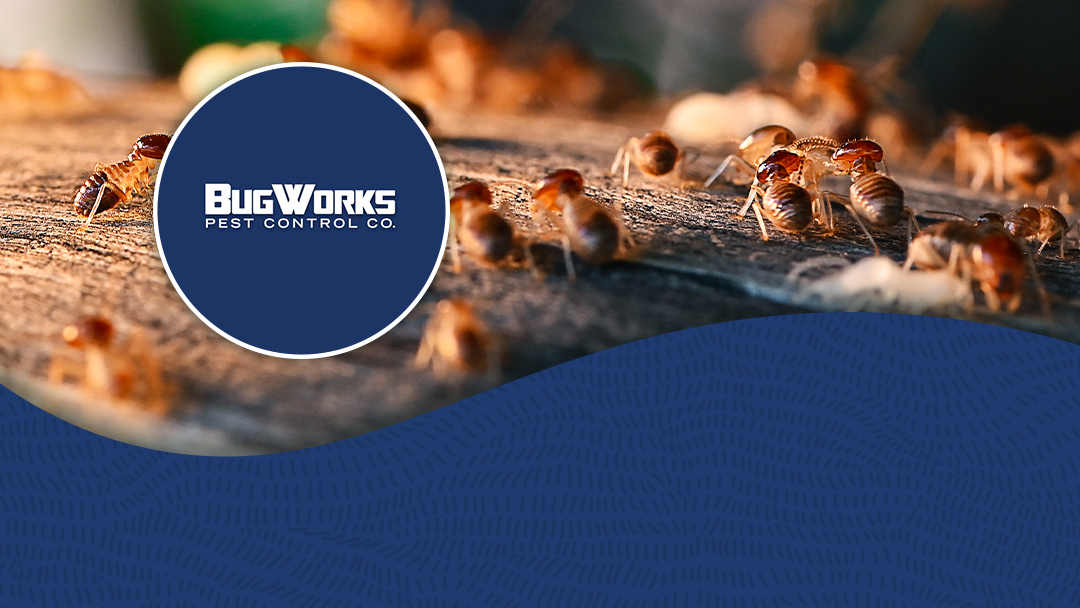 BUGWORKS Termite & Pest Control Company