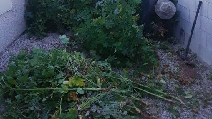 Phillip's Landscaping Services