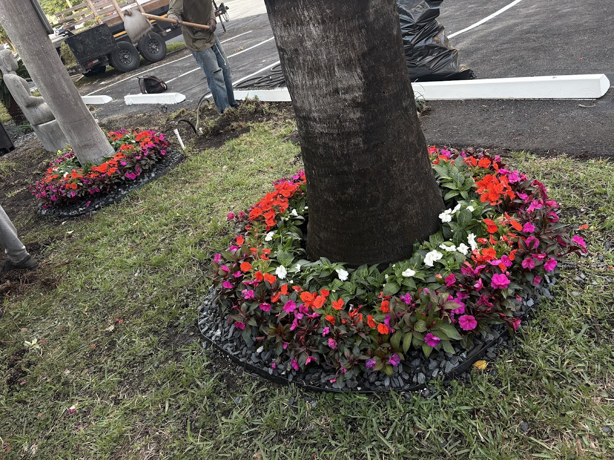 Timber Trees Landscaping tree service