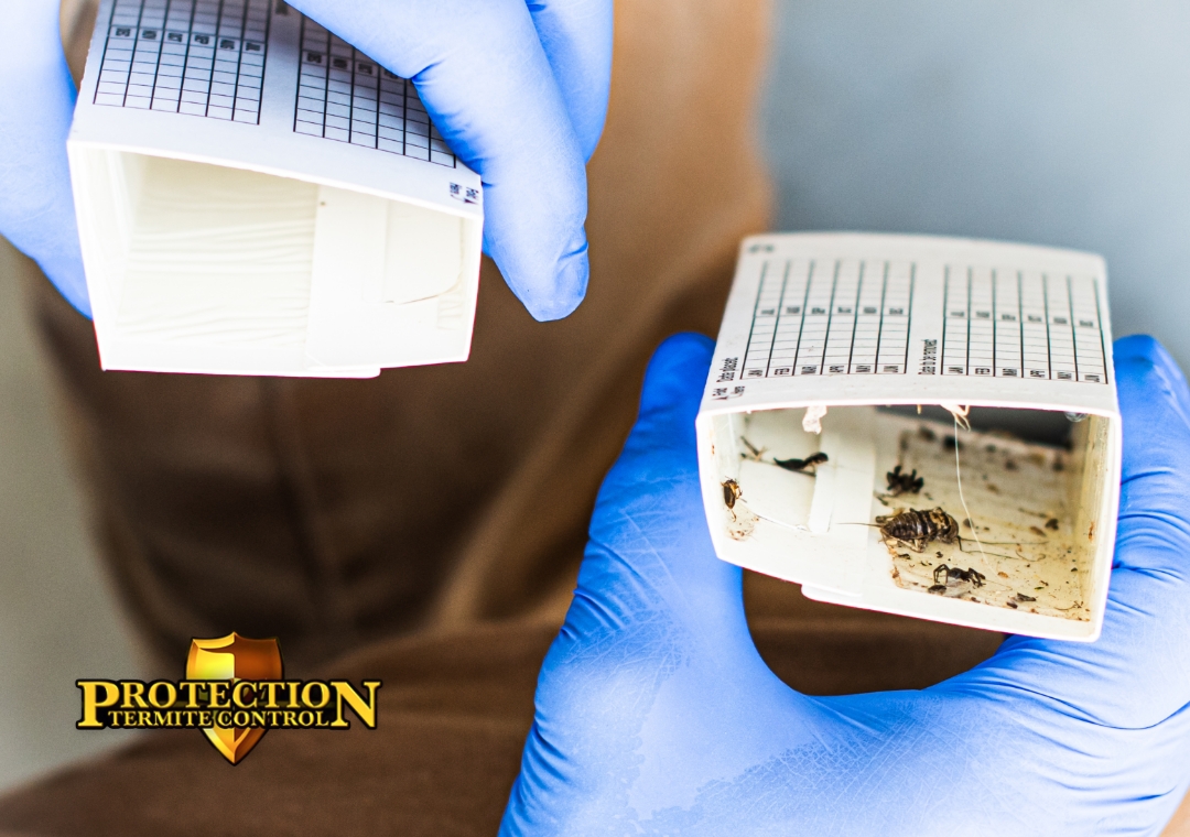 Protection Termite Control - AZ