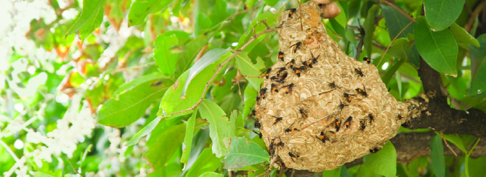Bugsgon Pest Control Kamloops Ltd