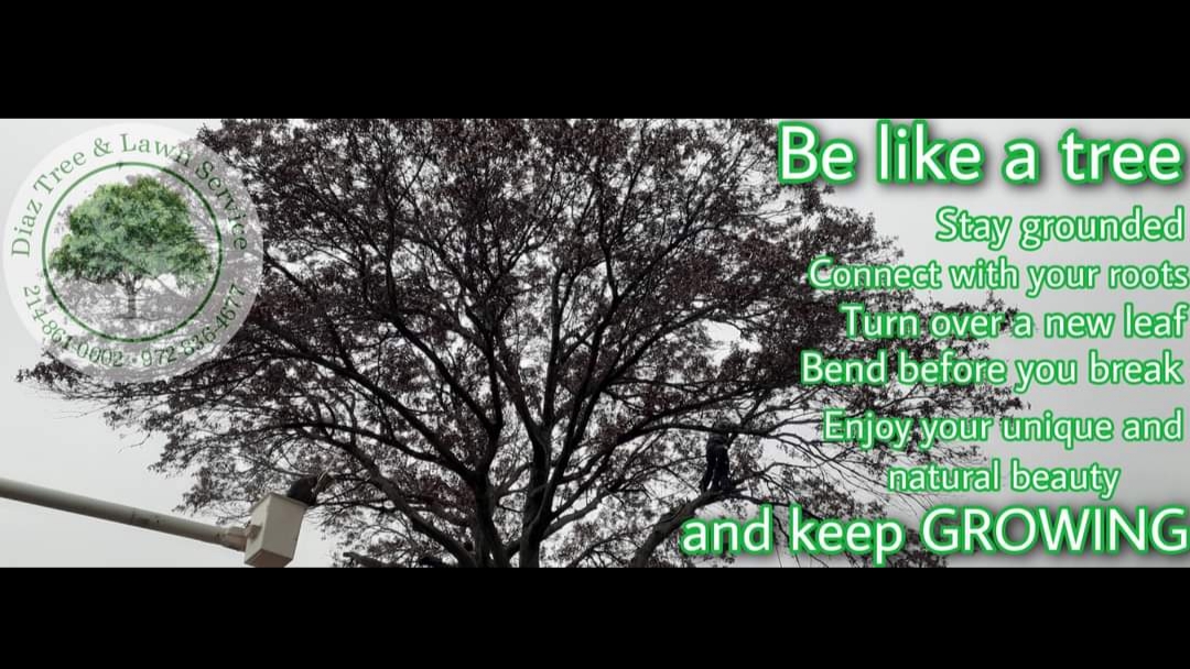 Diaz Tree & Lawn Service