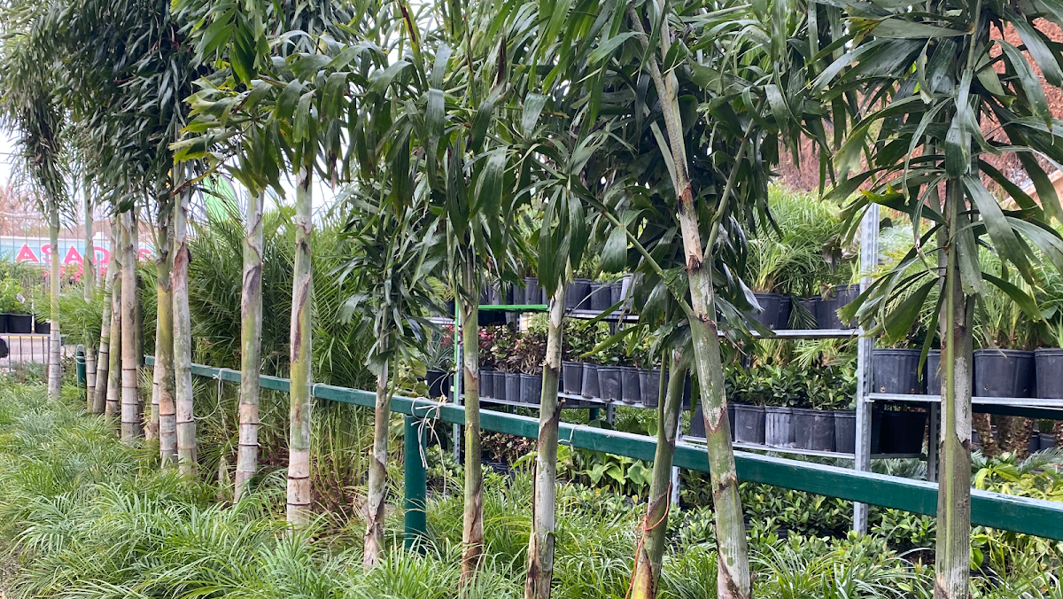 Roy's Palms Landscaping & Irrigation