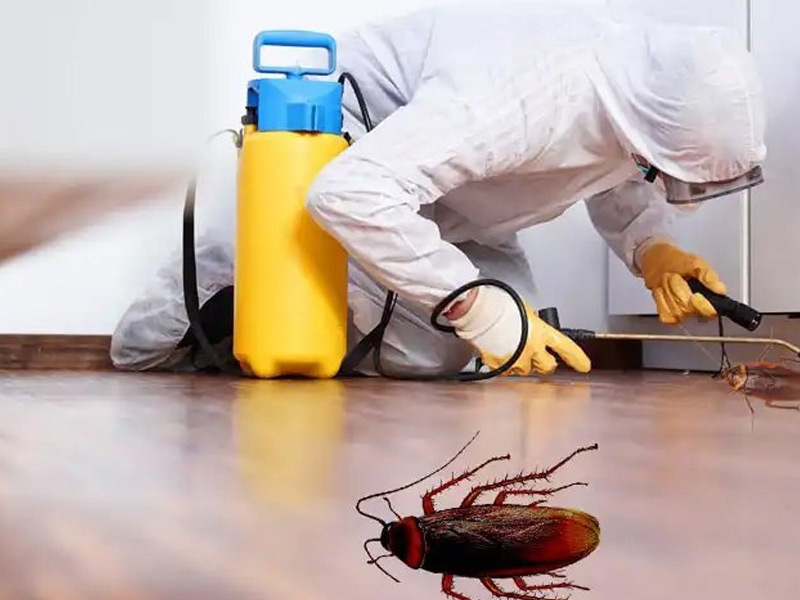 Top Choice Pest Control | Pest Control Services in Barrie & Ants Pest Control in Barrie, Pest Control Services in Toronto