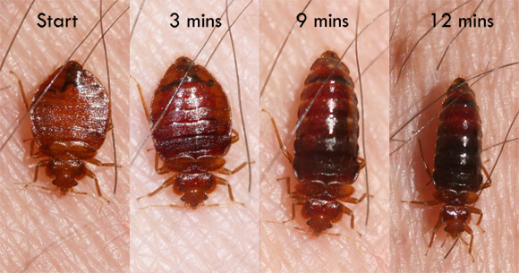 Wow Pest Control - Fort McMurracy