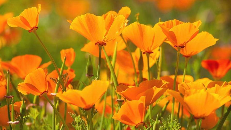 Cali Garden Landscaping