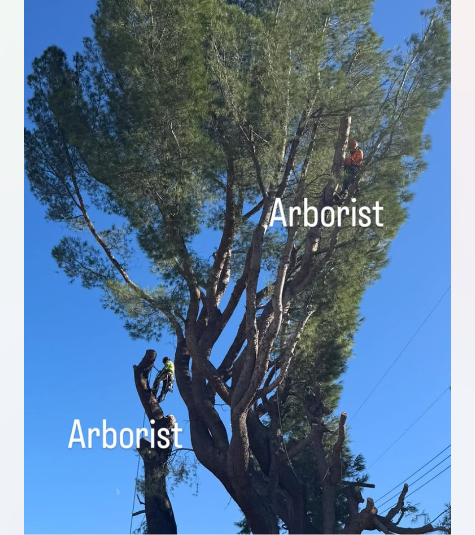 Erik's Tree Service & Brush Clearance