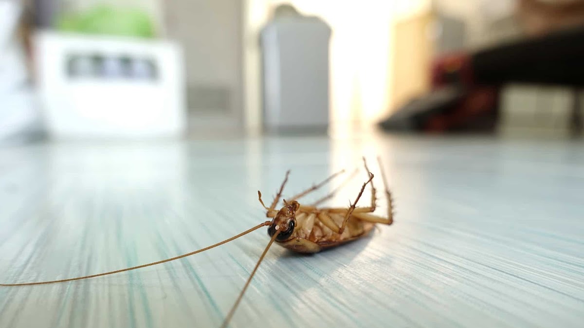 Peninsula Pest Control & Chemical Ltd