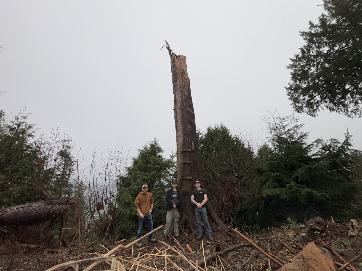 Rainforest Landscaping