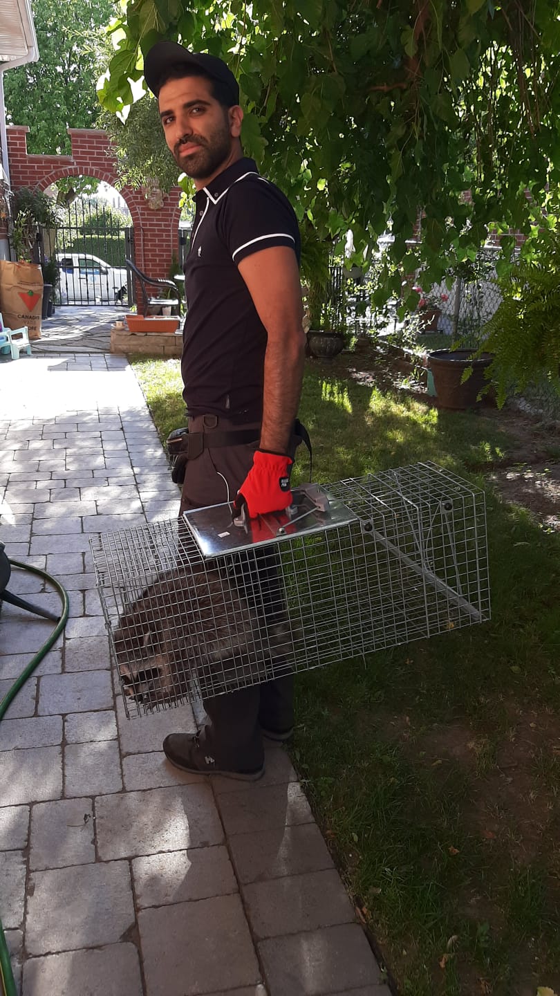 Vanish pest control Inc - Newmarket