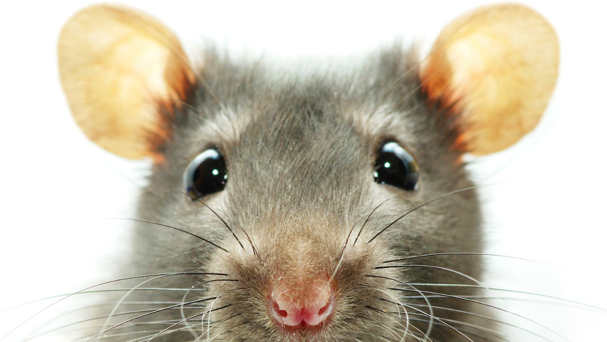 Environmental Pest Control