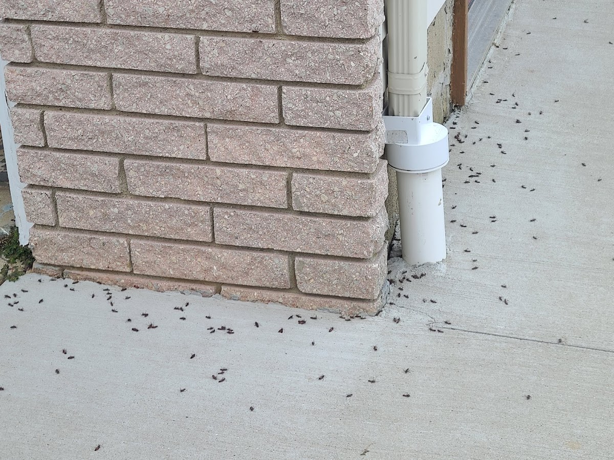 All-N-One Pest Control