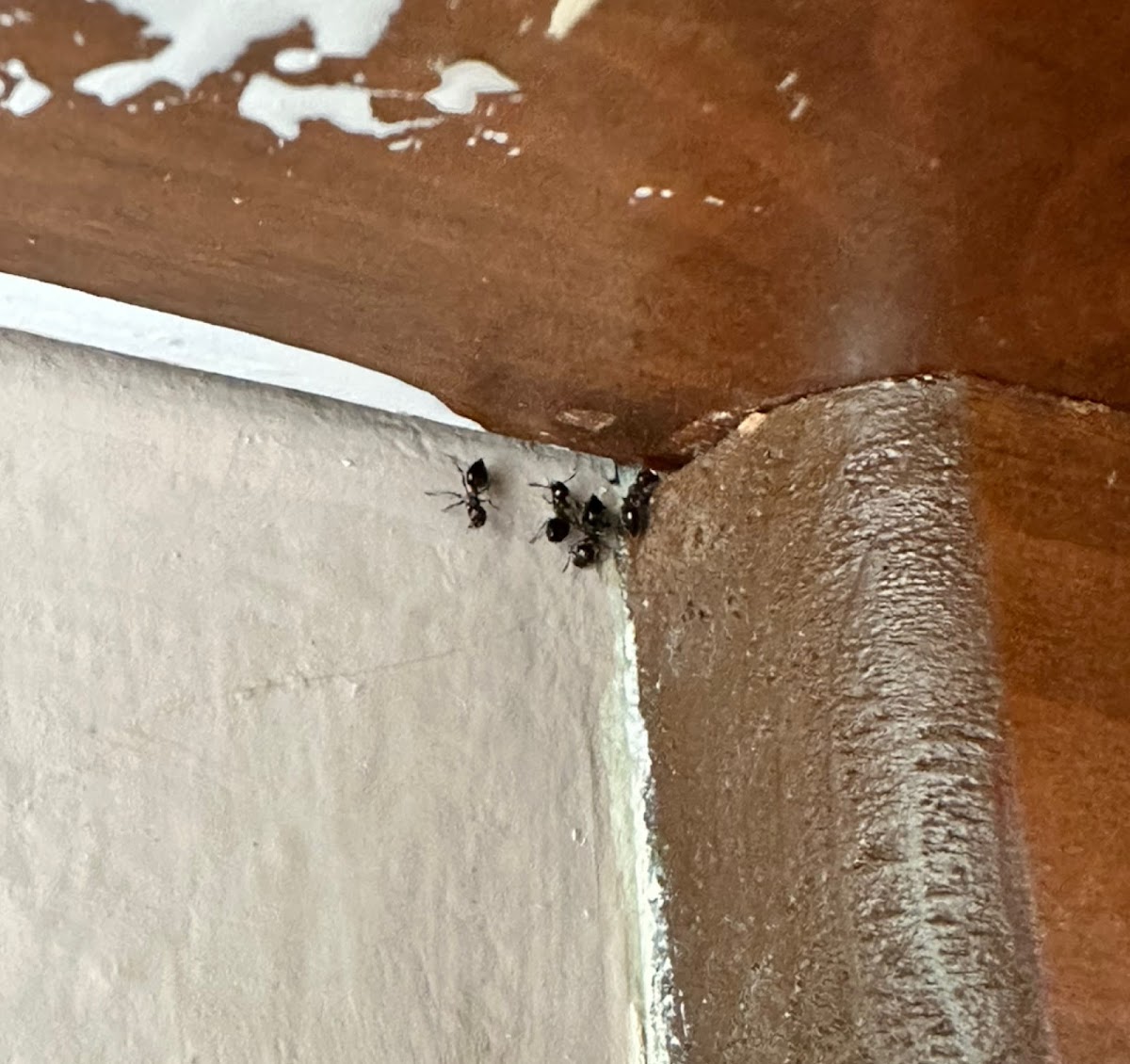 Stewart Pest Solutions - Lansing