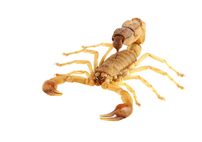 Greentree Pest Control