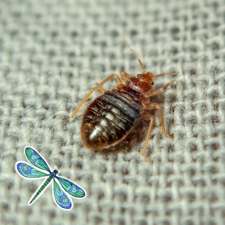 All Pest of Syracuse