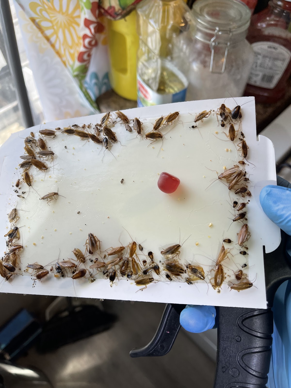 A&R Pest Patrol