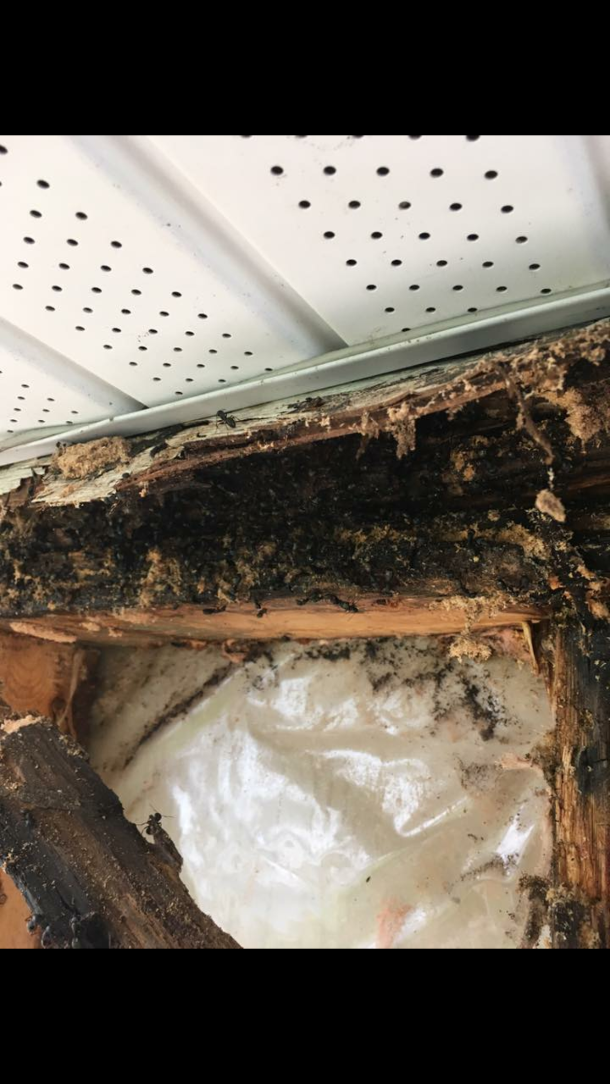 Wipe Out Pest Control Ltd