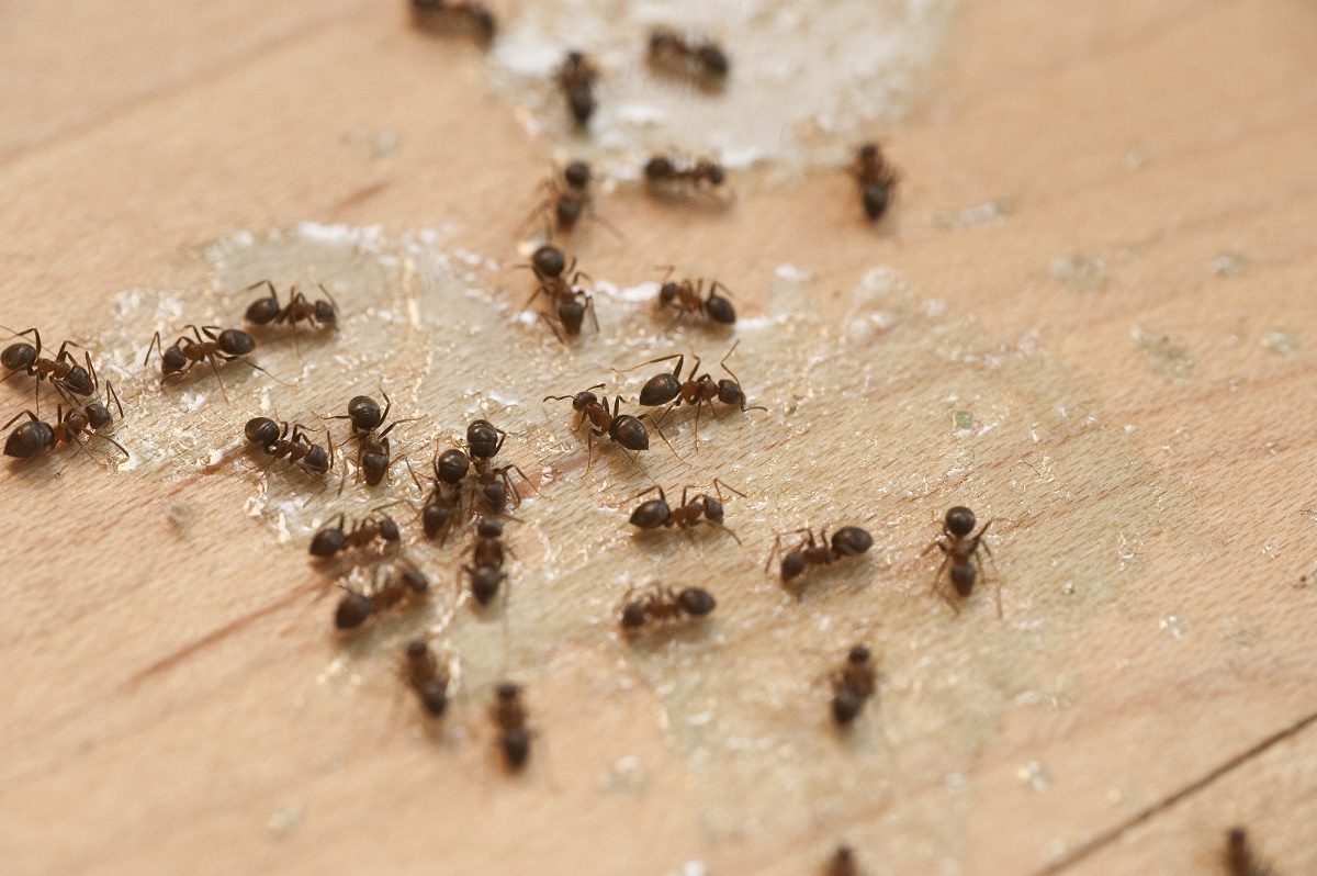 Georgetown Pest Control