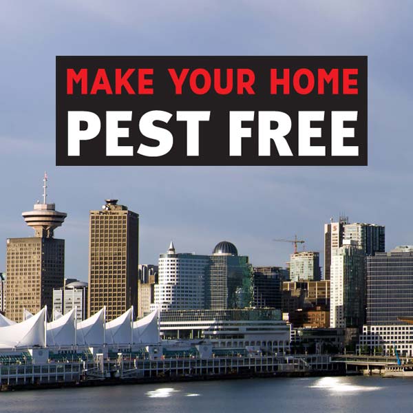 Geroge town Mega Pest Control