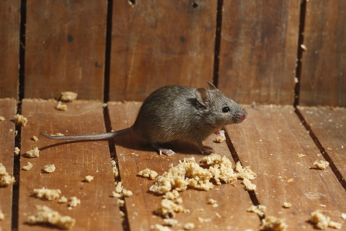 Grants Pest & Animal Control
