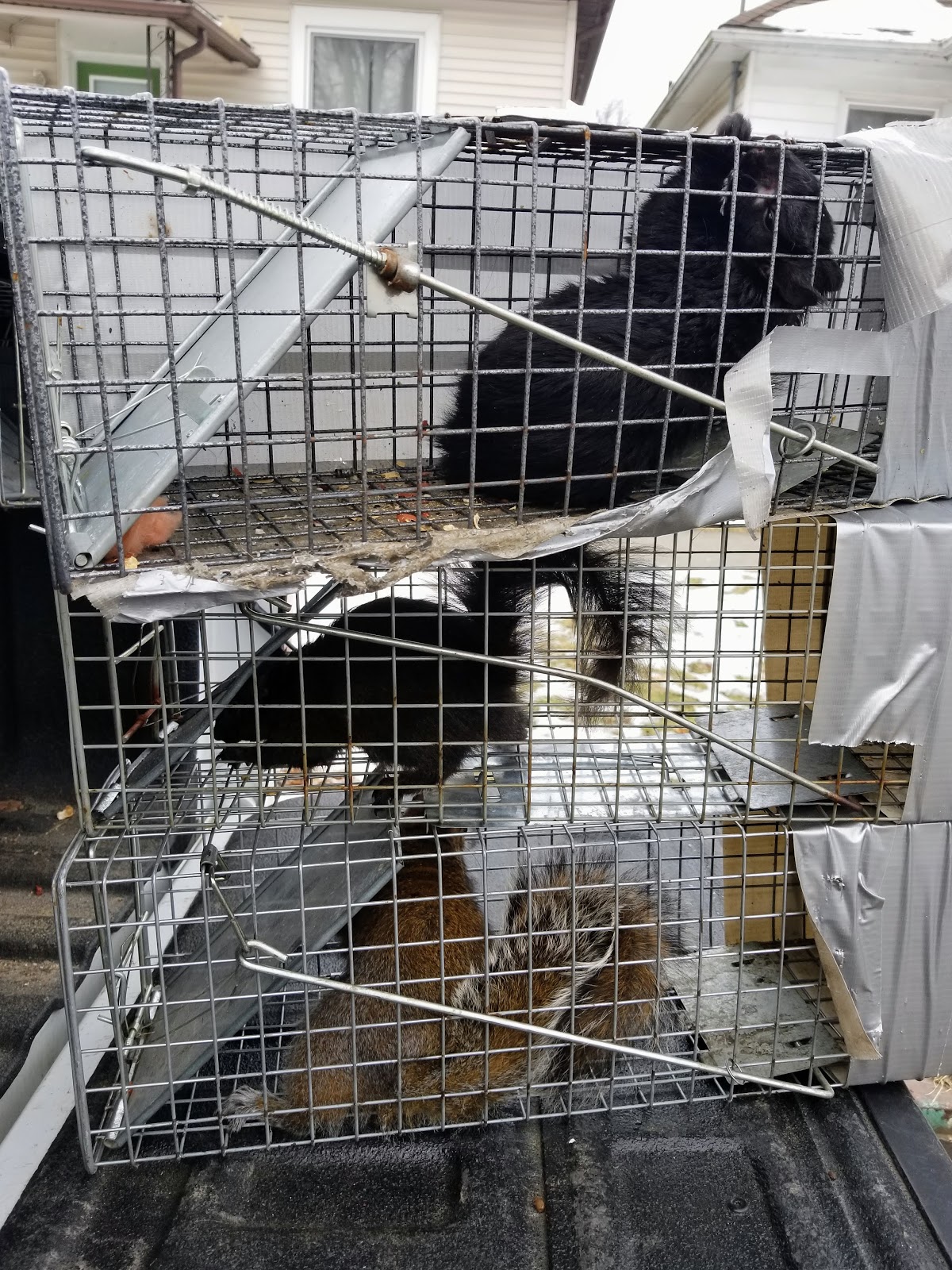 Cooper Pest & Wildlife Solutions