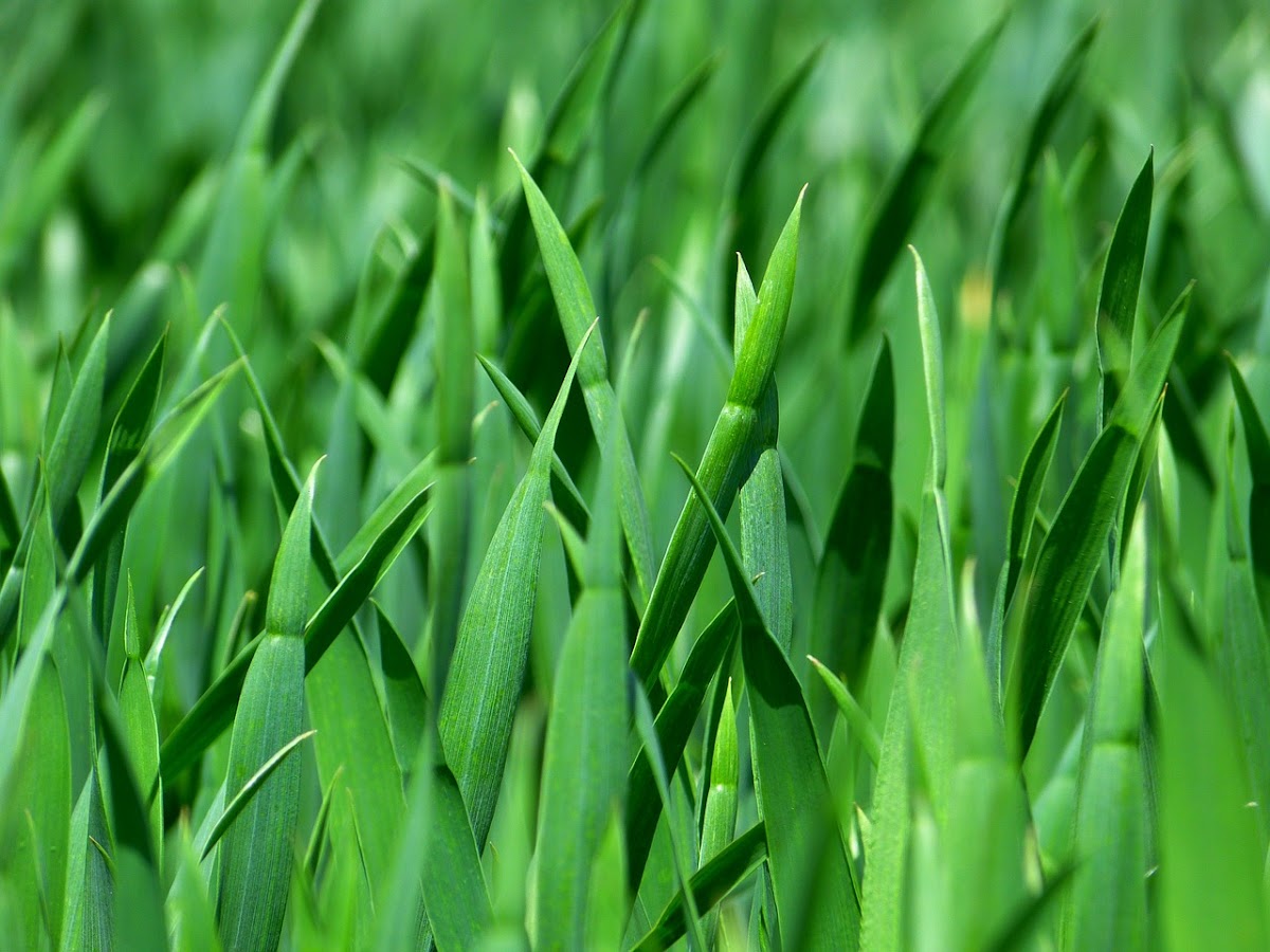 Expert Lawn Management