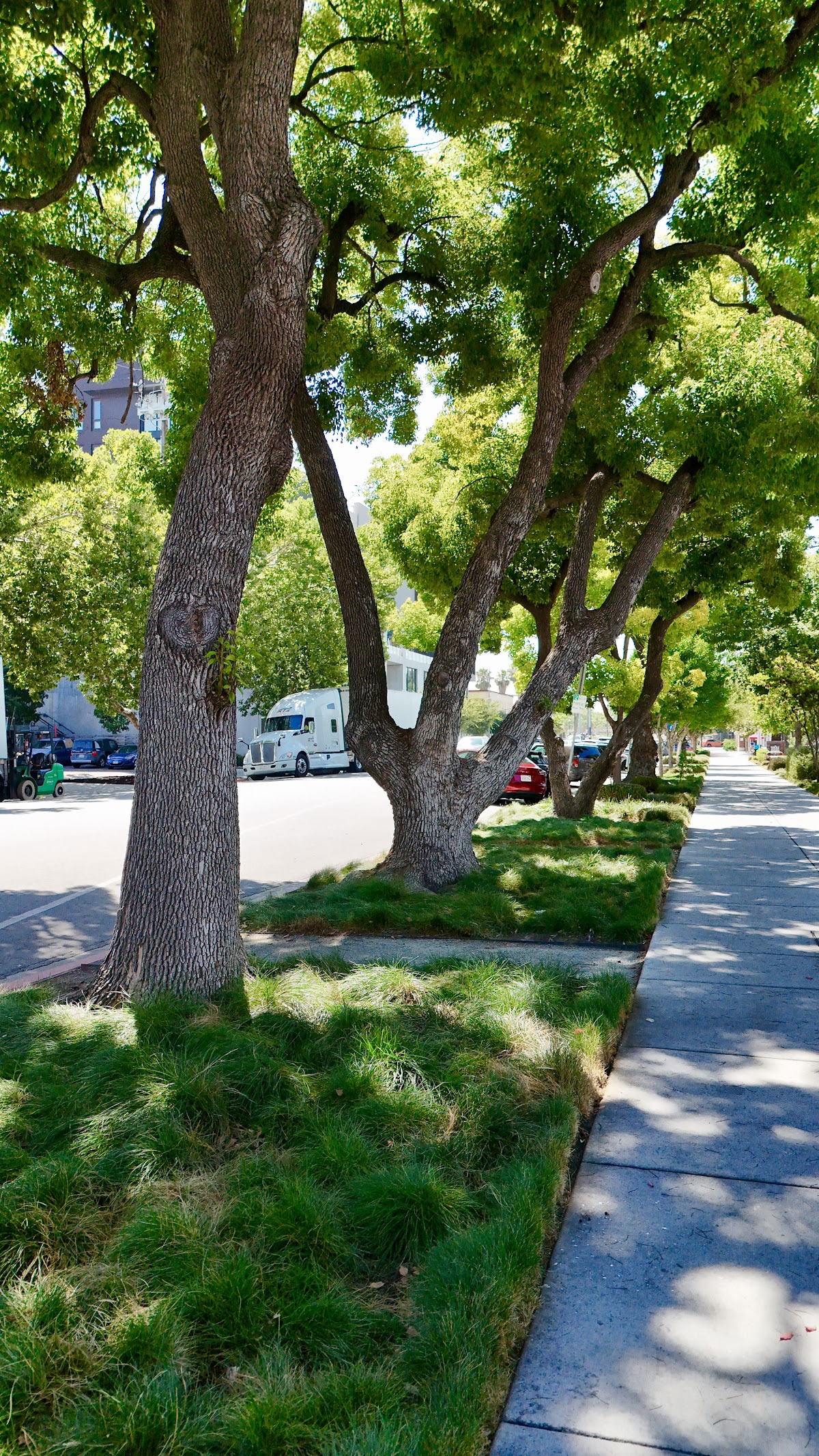 Malagon Legacy Landscaping