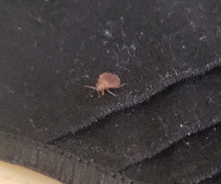 BugAbate Exterminators