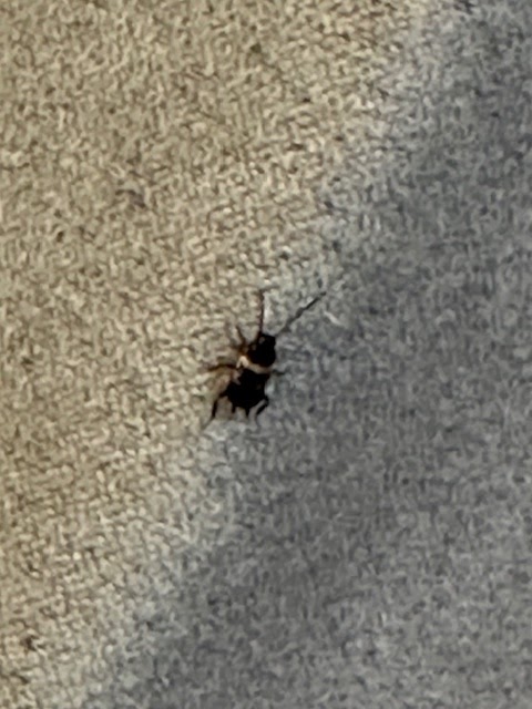 Pyramid Pest Control LLC