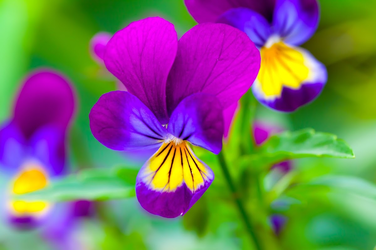 Twin Oaks Landscape