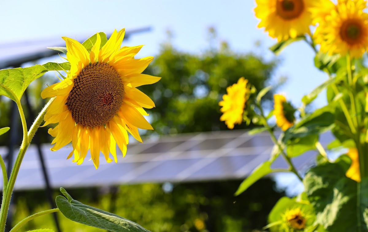 Bee Happy Solar