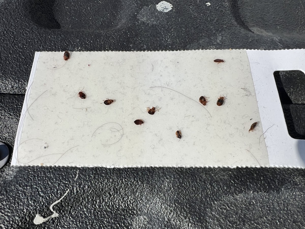 Unitech Pest Control