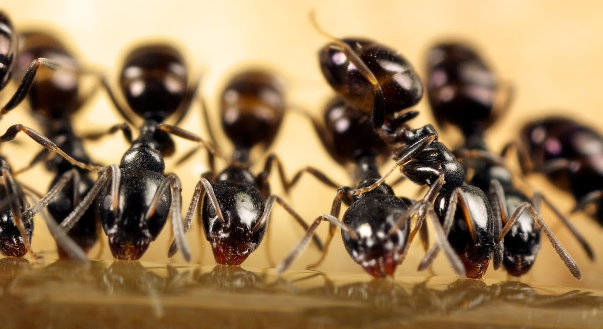 Pointe Pest Control