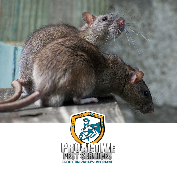 Proactive Pest Services