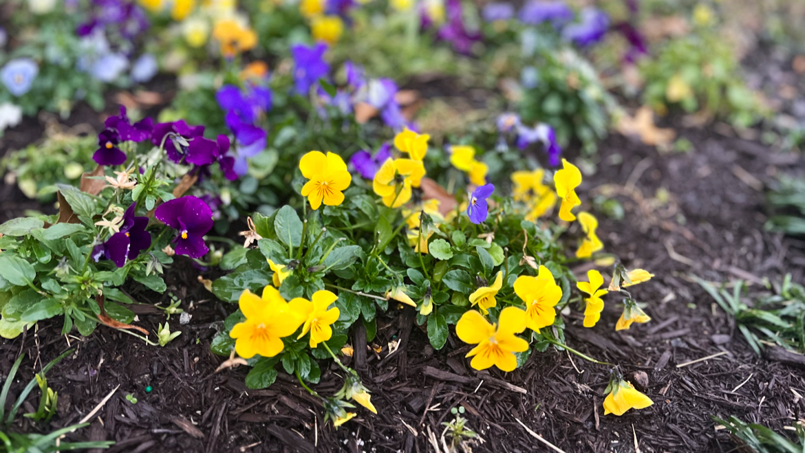 JD Landscape LLC