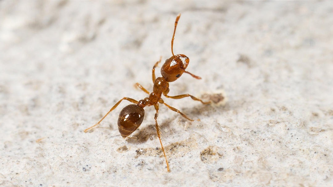 Central Arkansas Pest Services