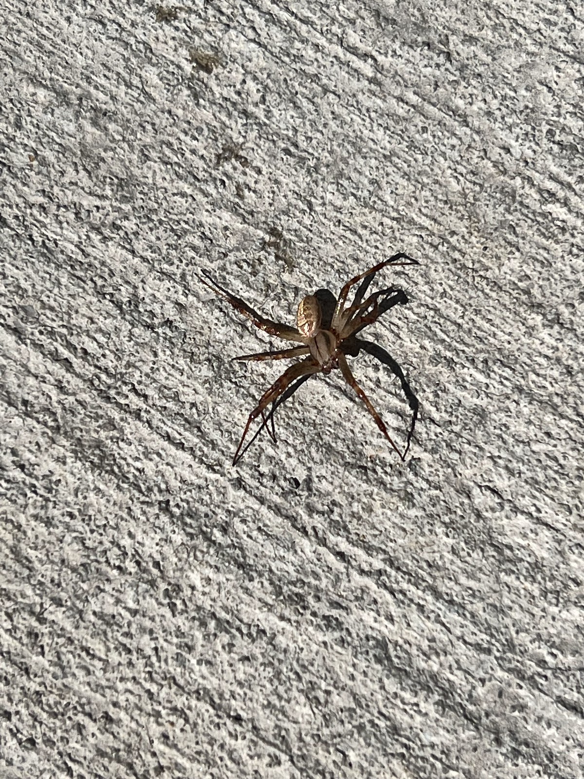 Standard Pest Control
