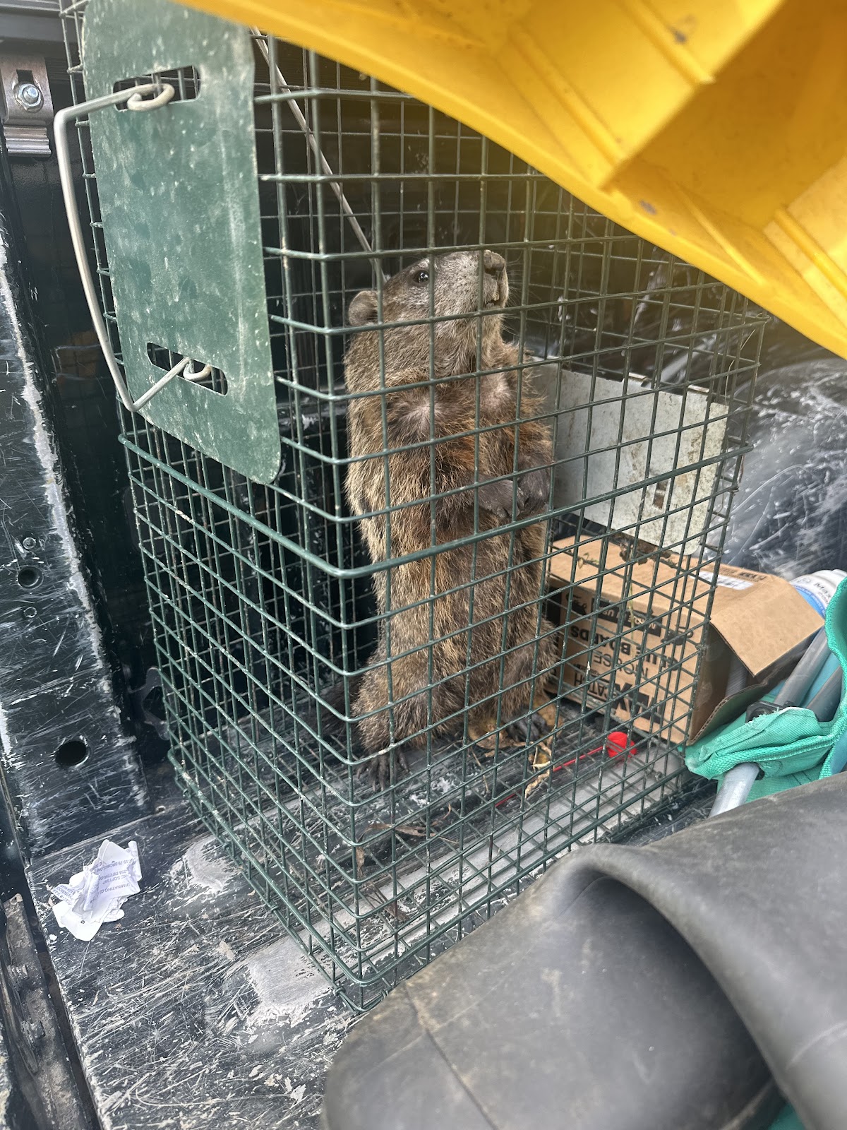 Pest Control PRO - Dublin