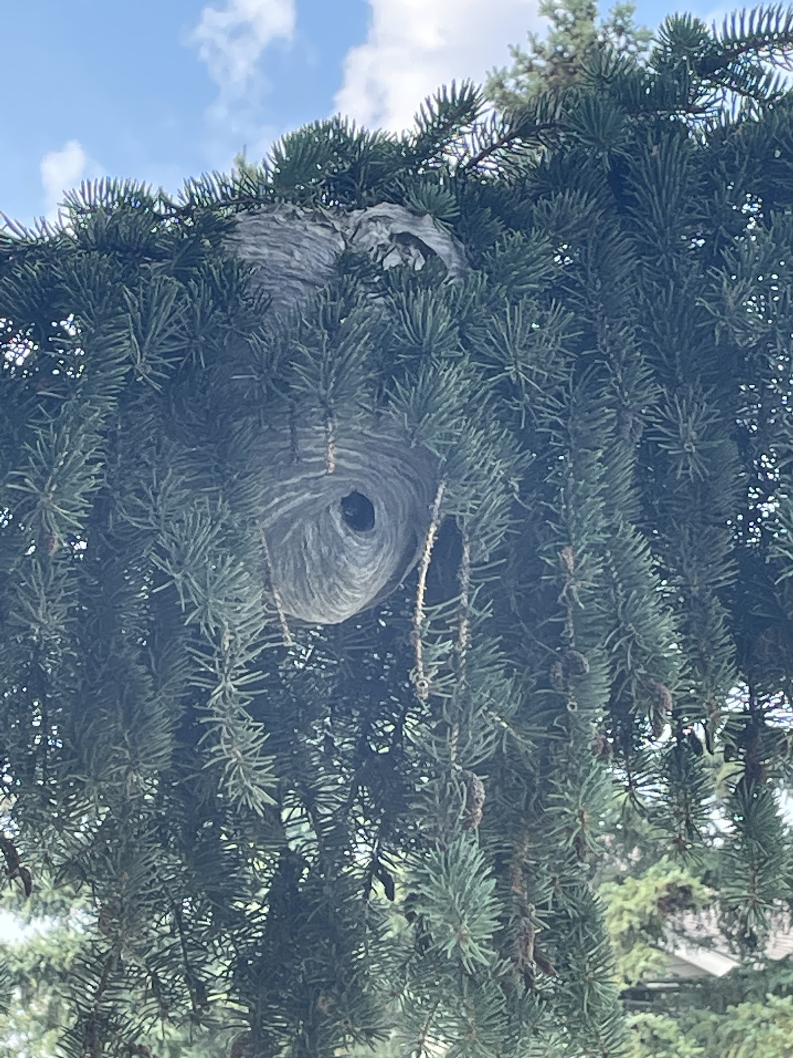 Precision Pest Control