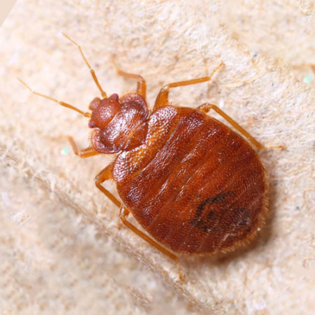 Elite Pest Control Inc 12+ years in Industry